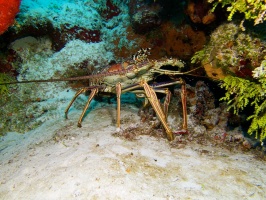 Spiny Lobster IMG 9357